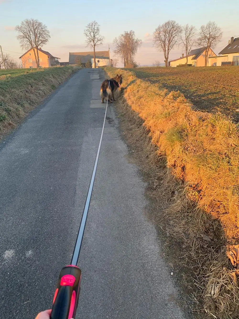 Dog Leash